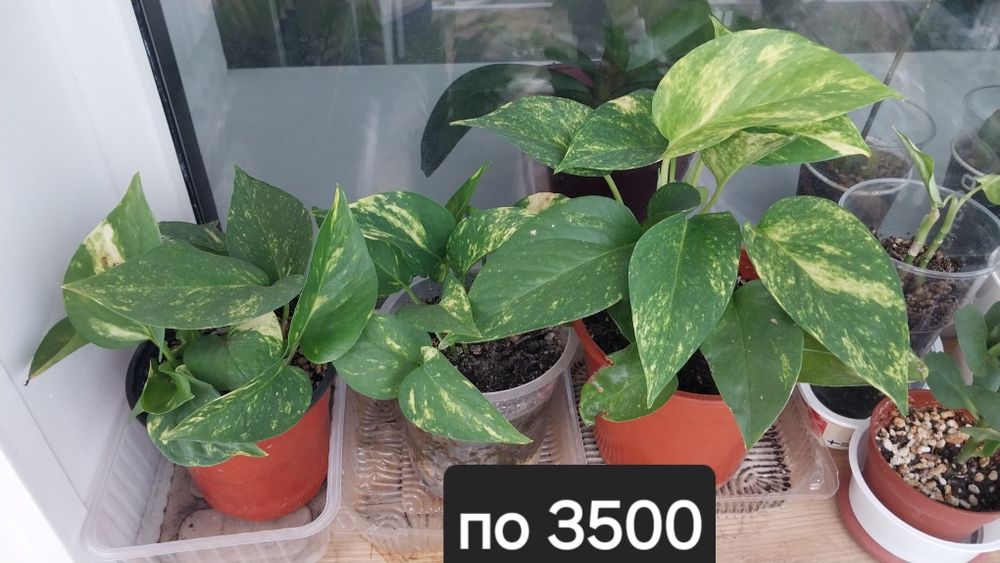 Продам комнатные  цветы..