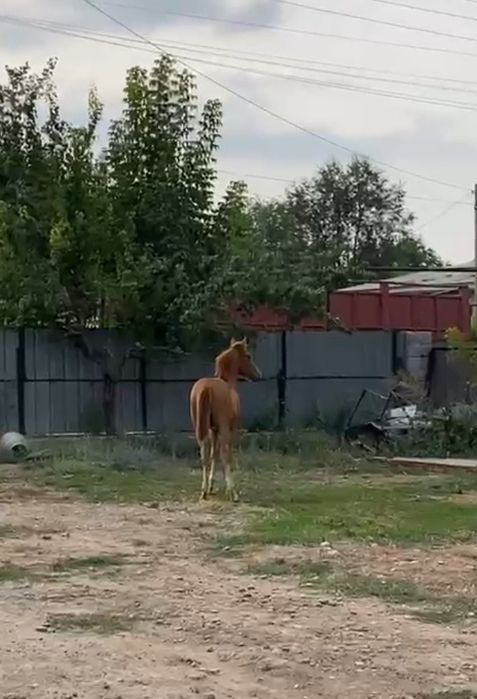 Продается жеребёнок