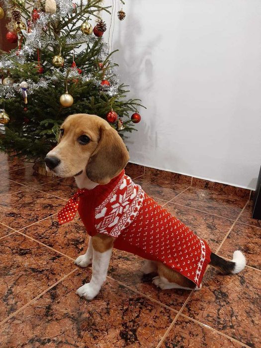 Кучешка коледна дрешка