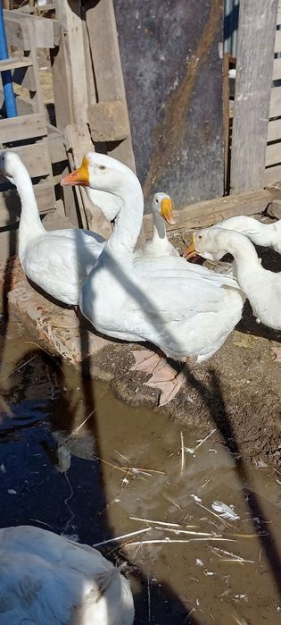 Продам гусей холмогоров 2 годовалых