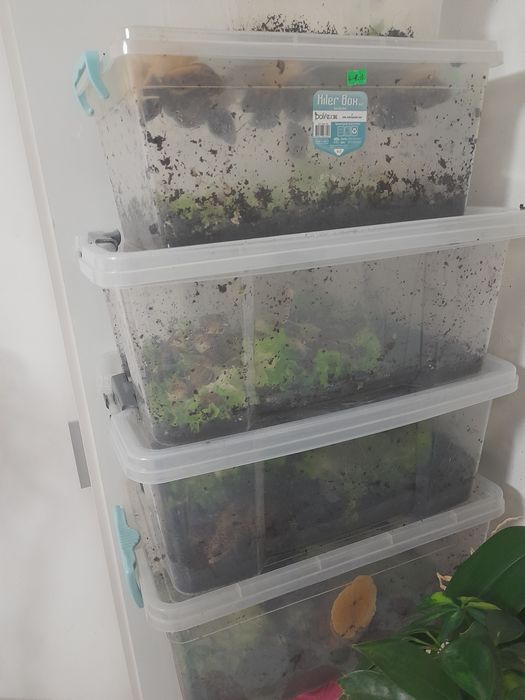 Калции и кокосова почва за охлюви