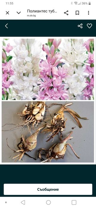 Тубероза (Polianthes tuberosa) 1бр./ 1 евро