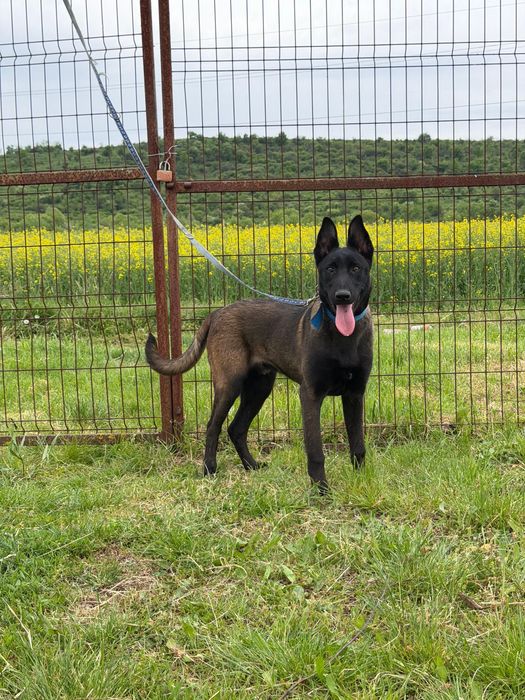 Mascul Ciobanesc Belgian Malinois