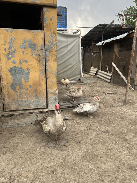 Индоутята разных окрасов