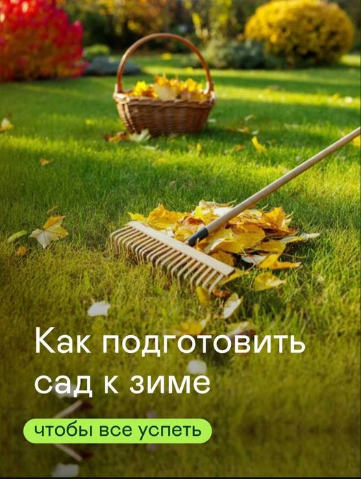 Газон. Хвойные. Комплексный уход.  Устройство газона.