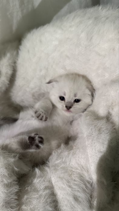 Шотландские котята