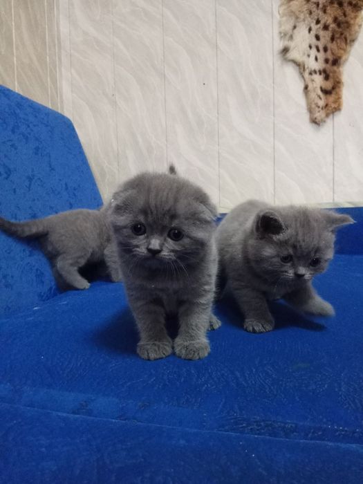 Шотландские фолды