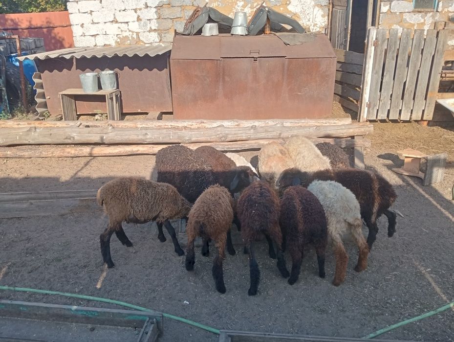 Продам ягнят 12 голов