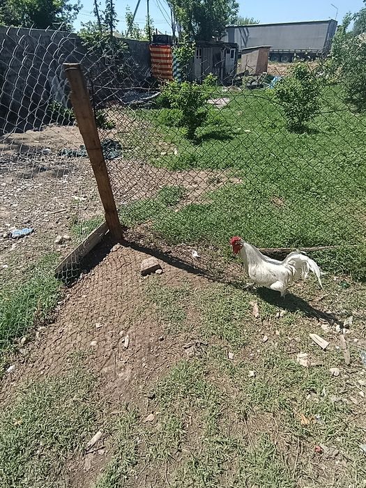 Петух на продажу