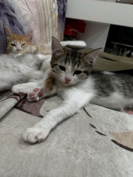 Отдам котят в добрые руки