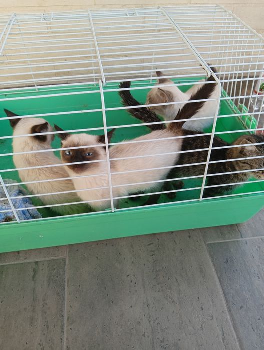 Отдам котят бесплатно