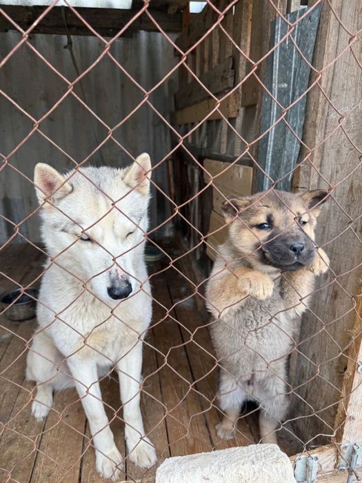 Отдам в хорошие руки