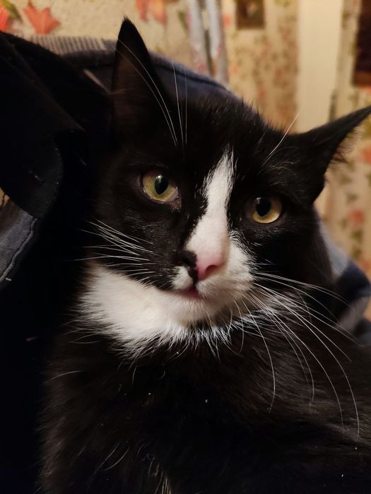 Желтоглазый красавец