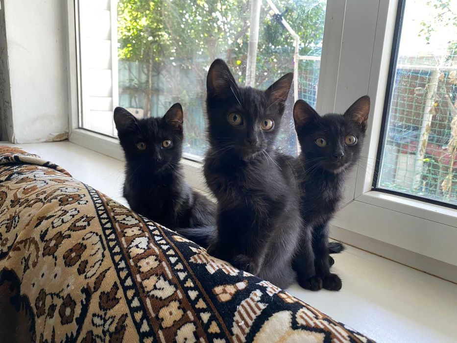 Котята в хорошие добрые руки