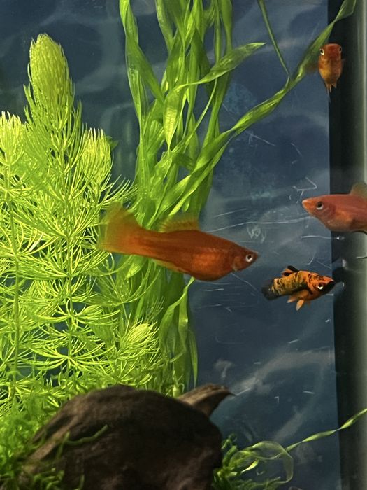 Меченосцы оранжевые