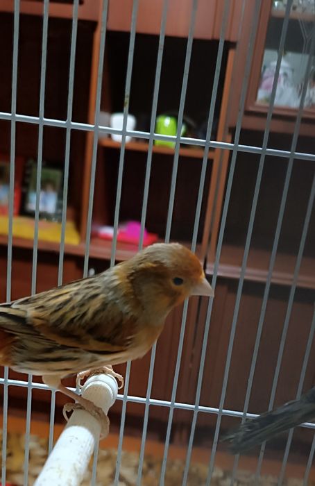 Прекрасные Певцы.