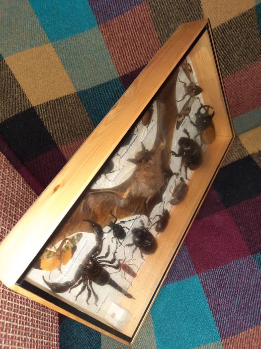 Коллекция высушенные насекомые.