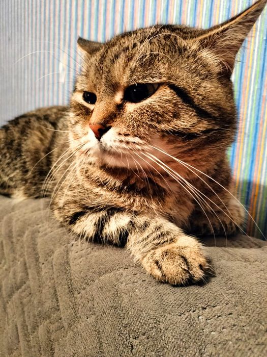 Вязка кота срочно