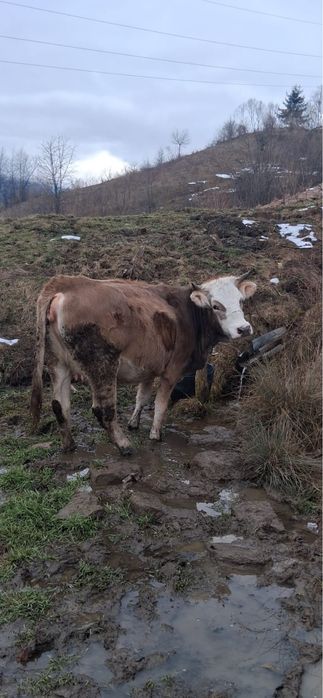 Se vinde juninca de 2 ani,gestanta in 7 luni jumate