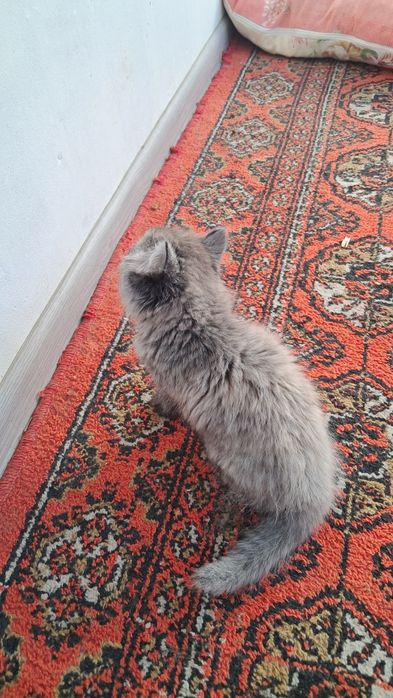 Мушуклар сотилади скотш фолд