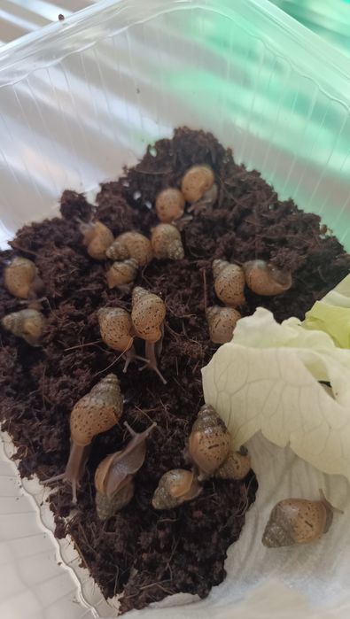 Продам маленьких улиток ахатин