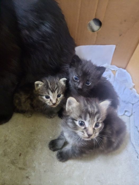 Котята в добрые руки