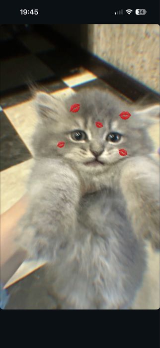 Котята породистые