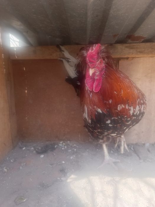 Продам или обменяю петуха