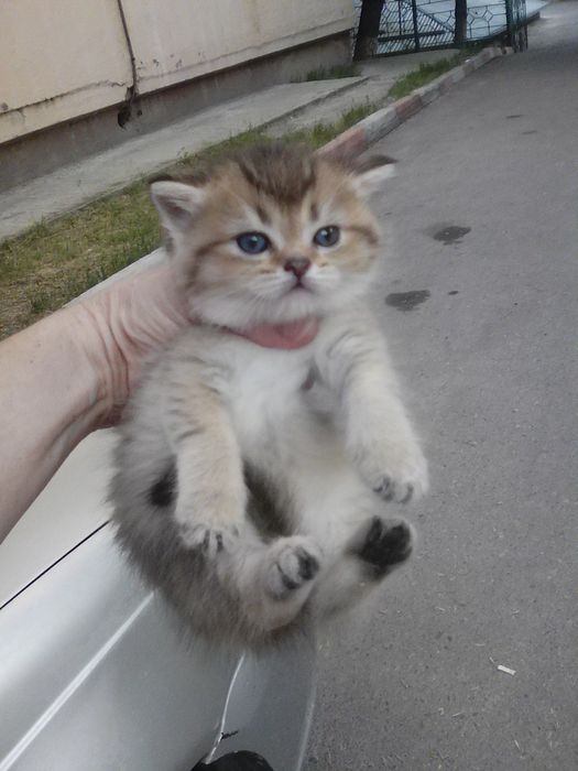 Продается котёнок