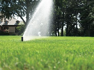 Автополив, газон