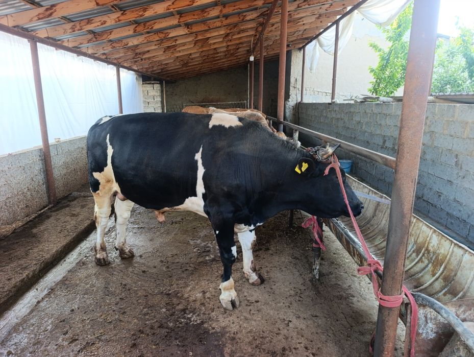 Зотга бука расиски