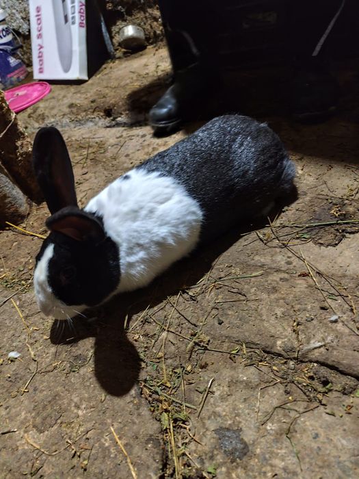 Mascul Hycol francez