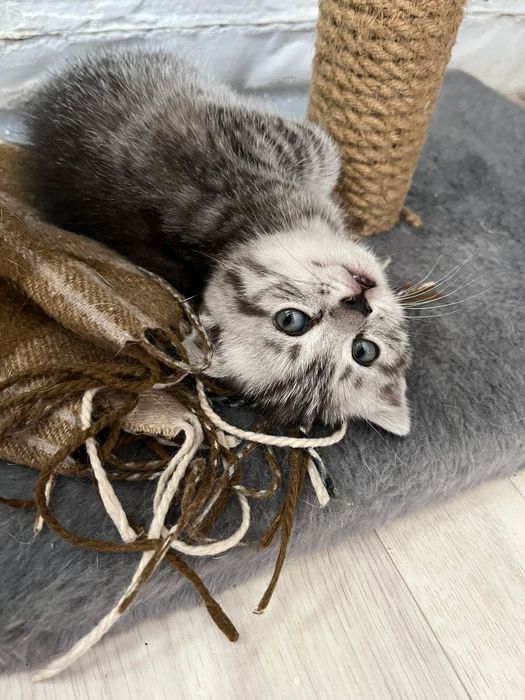 Продам котенка шотландской вислоухой