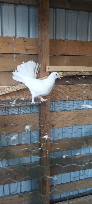 Porumbei albi curcani