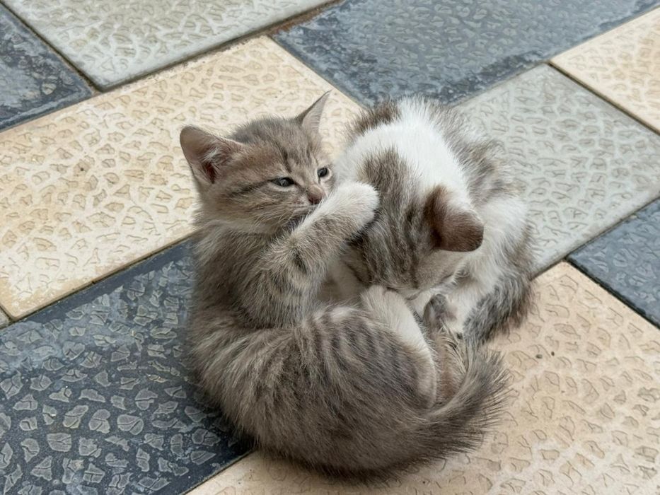 Котята в добрые руки