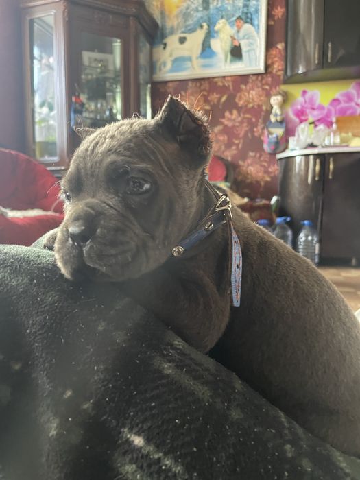 Итальянский кане корсо щенки