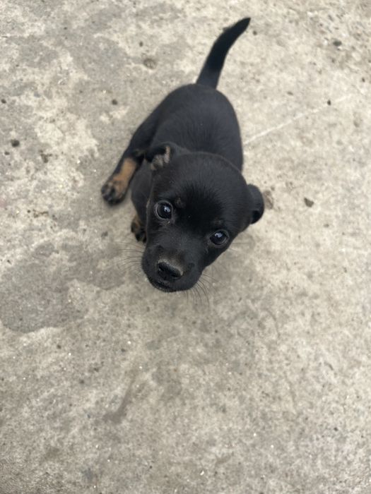 Catei de talie mica adoptie. donez catel de curte. Dau spre adoptie câine