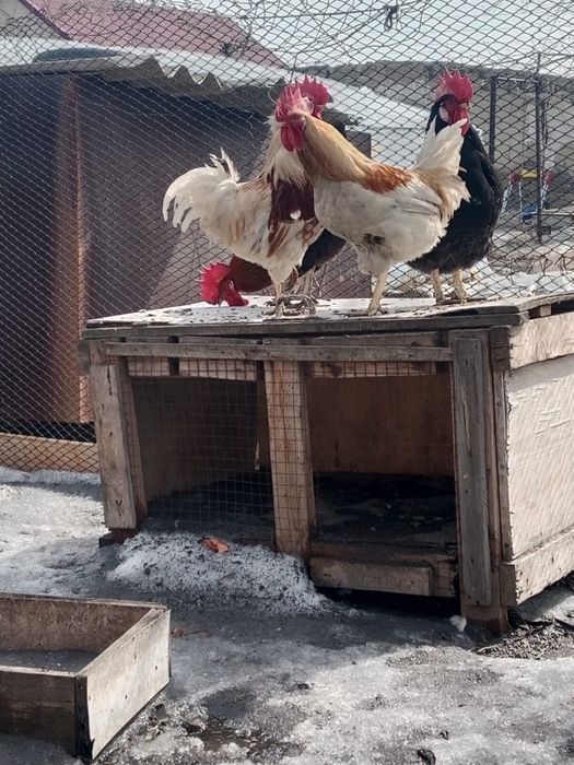 Петух молодняк брама