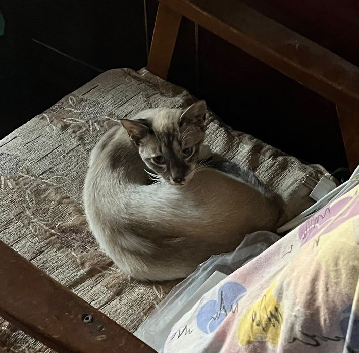 Pisoi birmanez pt adoptie