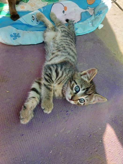 Котята. Мальчики.