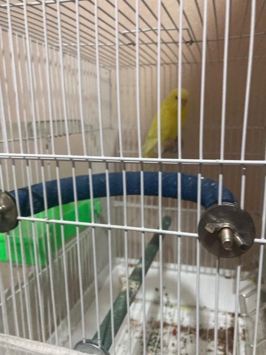 Попугай с клеткой