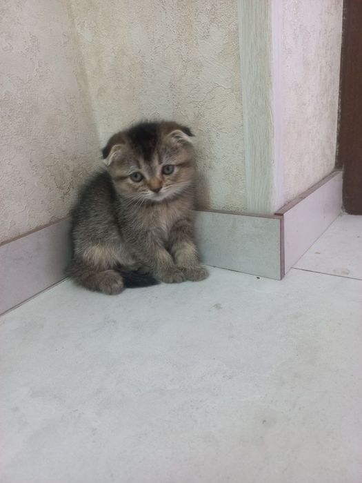 Mushuk: Skottish fold , skottish strayt