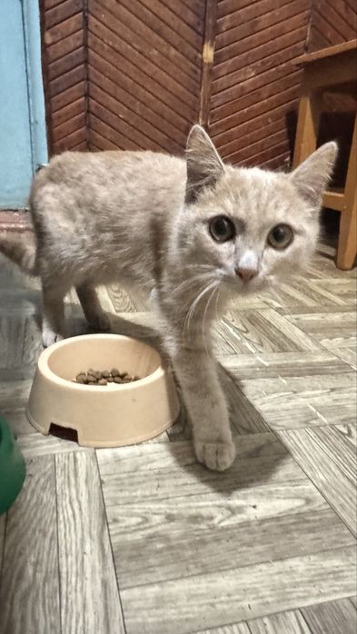 Отдам в добрые руки