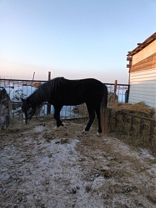 Продам кобылу жеребую