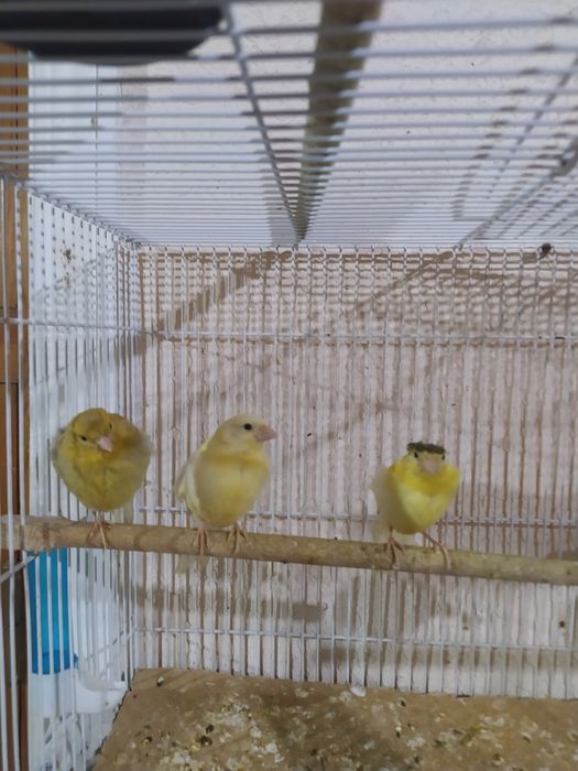 Kanareyka nar va tayyor moddalar