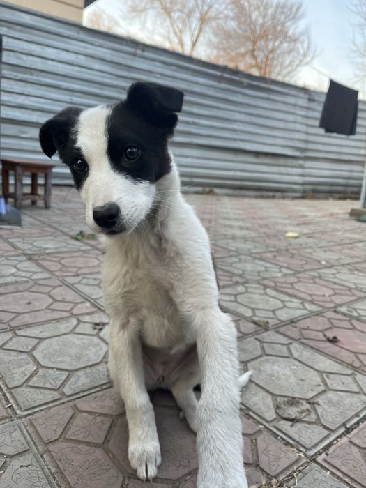 щеночек (девочка)