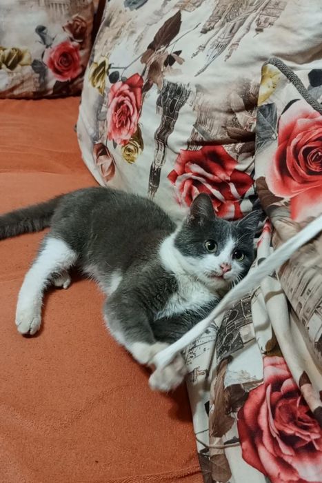 Отдам в добрые руки