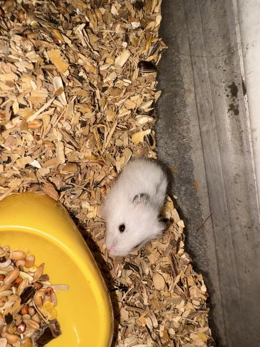 Donez hamsteri pitici URGENT
