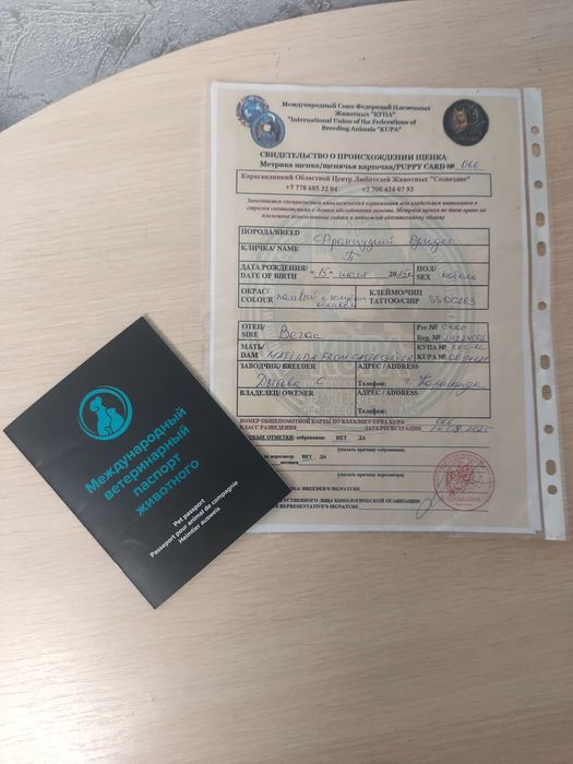 Французский бульдог