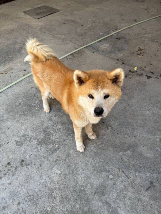 Продается японская акита (Akita Inu)